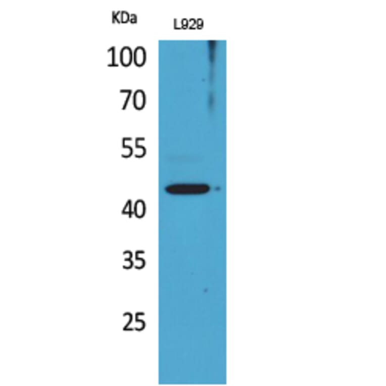 Western blot - Siglec-5/14 Polyclonal Antibody from Signalway Antibody (41677) - Antibodies.com