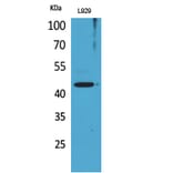 Western blot - Siglec-5/14 Polyclonal Antibody from Signalway Antibody (41677) - Antibodies.com