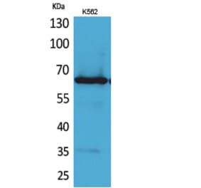 Western blot - Frizzled-10 Polyclonal Antibody from Signalway Antibody (41686) - Antibodies.com