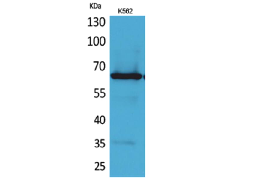Western blot - Frizzled-10 Polyclonal Antibody from Signalway Antibody (41686) - Antibodies.com