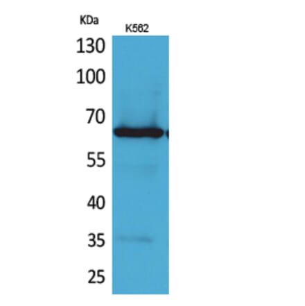 Western blot - Frizzled-10 Polyclonal Antibody from Signalway Antibody (41686) - Antibodies.com