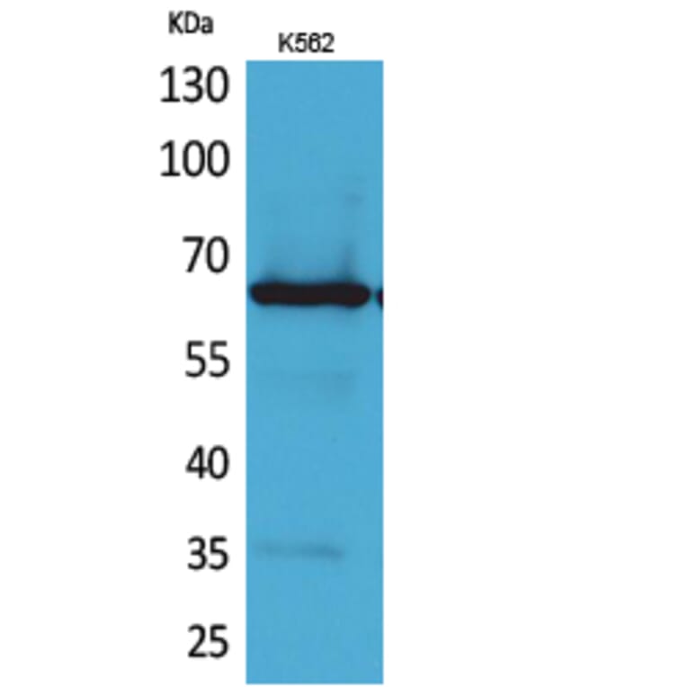 Western blot - Frizzled-10 Polyclonal Antibody from Signalway Antibody (41686) - Antibodies.com