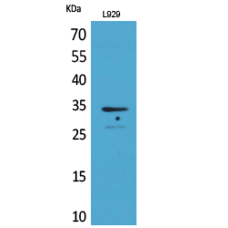 Western blot - Osteoglycin Polyclonal Antibody from Signalway Antibody (41700) - Antibodies.com
