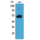 Western blot - Annexin VII Polyclonal Antibody from Signalway Antibody (41760) - Antibodies.com