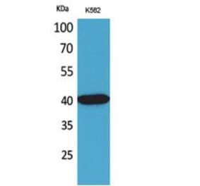 Western blot - Connexin-40 Polyclonal Antibody from Signalway Antibody (41764) - Antibodies.com