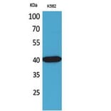 Western blot - Connexin-40 Polyclonal Antibody from Signalway Antibody (41764) - Antibodies.com
