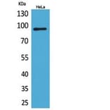 Western blot - Integrin β2 Polyclonal Antibody from Signalway Antibody (41833) - Antibodies.com