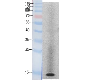 Western blot - Histone H2A Polyclonal Antibody from Signalway Antibody (41871) - Antibodies.com