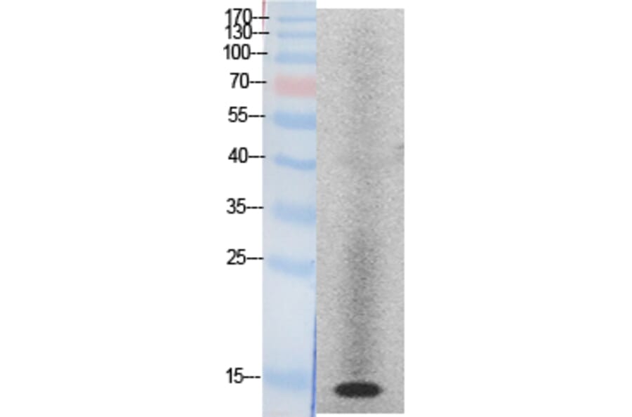 Western blot - Histone H2A Polyclonal Antibody from Signalway Antibody (41871) - Antibodies.com