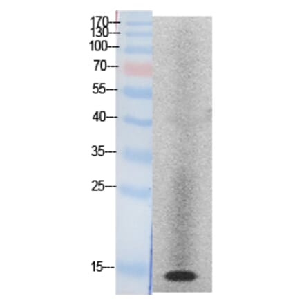 Western blot - Histone H2A Polyclonal Antibody from Signalway Antibody (41871) - Antibodies.com