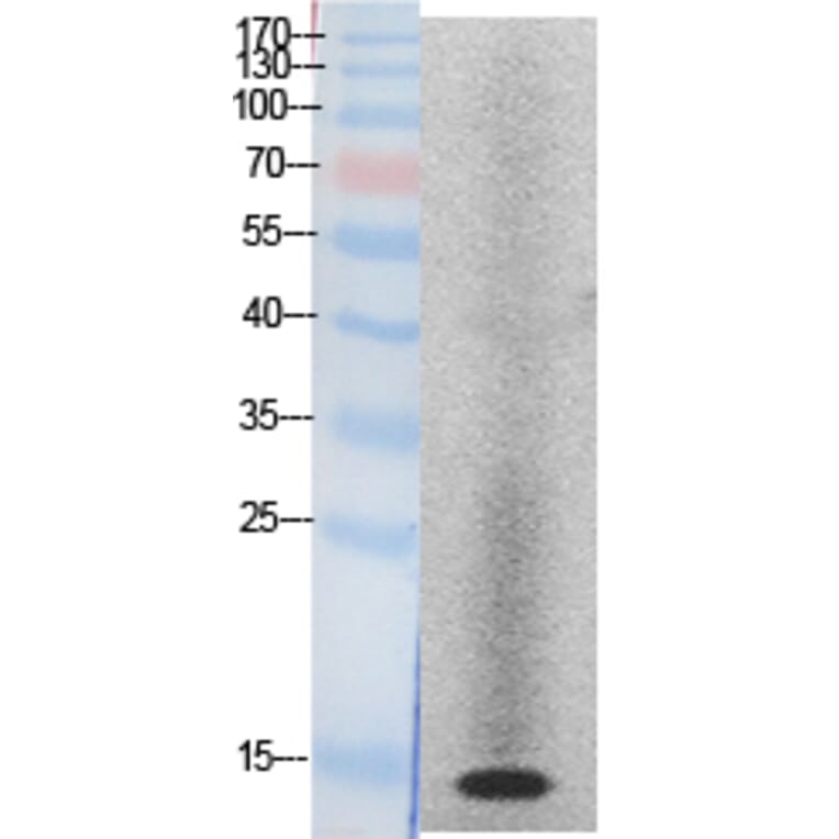 Western blot - Histone H2A Polyclonal Antibody from Signalway Antibody (41871) - Antibodies.com