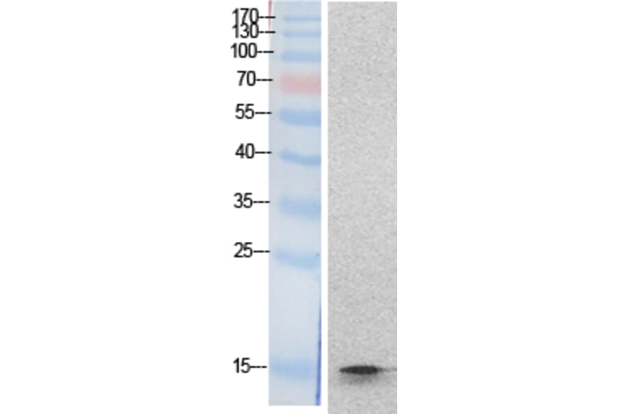 Western blot - Histone H2B Polyclonal Antibody from Signalway Antibody (41872) - Antibodies.com
