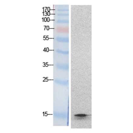 Western blot - Histone H2B Polyclonal Antibody from Signalway Antibody (41872) - Antibodies.com