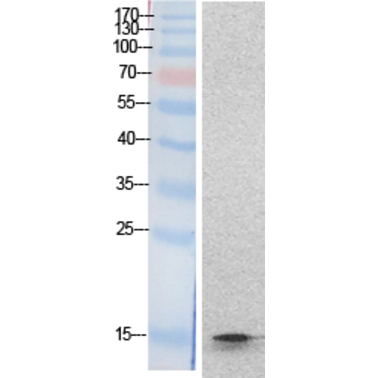 Western blot - Histone H2B Polyclonal Antibody from Signalway Antibody (41872) - Antibodies.com