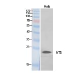 Western blot - Neurotensin Polyclonal Antibody from Signalway Antibody (41902) - Antibodies.com