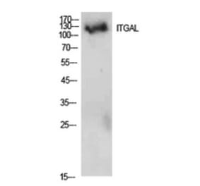 Western blot - Integrin αL Polyclonal Antibody from Signalway Antibody (41944) - Antibodies.com