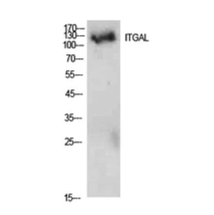 Western blot - Integrin αL Polyclonal Antibody from Signalway Antibody (41944) - Antibodies.com