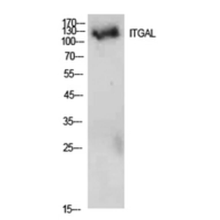 Western blot - Integrin αL Polyclonal Antibody from Signalway Antibody (41944) - Antibodies.com