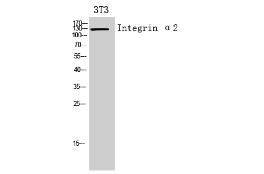Western blot - Integrin α2 Polyclonal Antibody from Signalway Antibody (41953) - Antibodies.com
