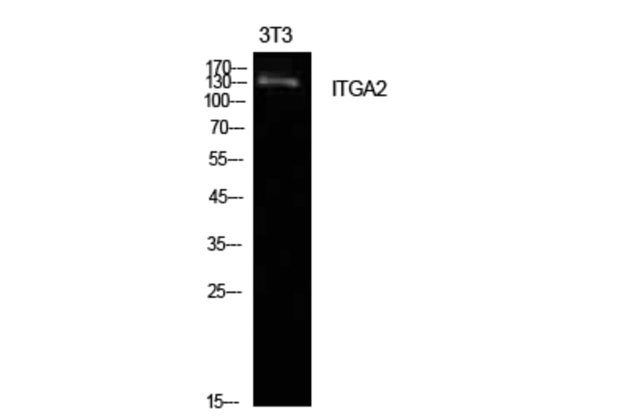 Western blot - Integrin α2 Polyclonal Antibody from Signalway Antibody (41953) - Antibodies.com