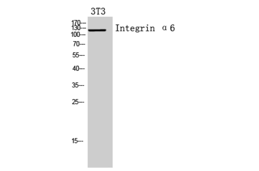Western blot - Integrin α6 Polyclonal Antibody from Signalway Antibody (41955) - Antibodies.com