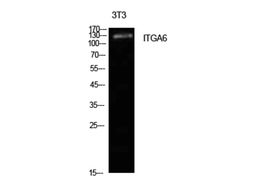 Western blot - Integrin α6 Polyclonal Antibody from Signalway Antibody (41955) - Antibodies.com