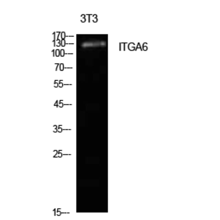 Western blot - Integrin α6 Polyclonal Antibody from Signalway Antibody (41955) - Antibodies.com
