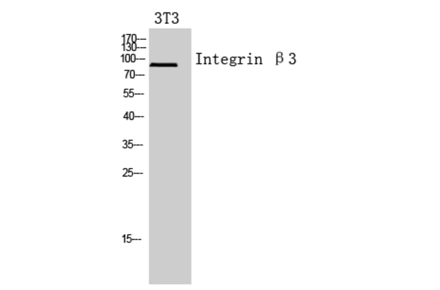 Western blot - Integrin β3 Polyclonal Antibody from Signalway Antibody (41957) - Antibodies.com