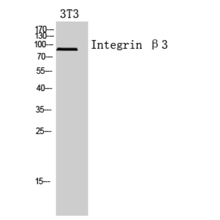 Western blot - Integrin β3 Polyclonal Antibody from Signalway Antibody (41957) - Antibodies.com
