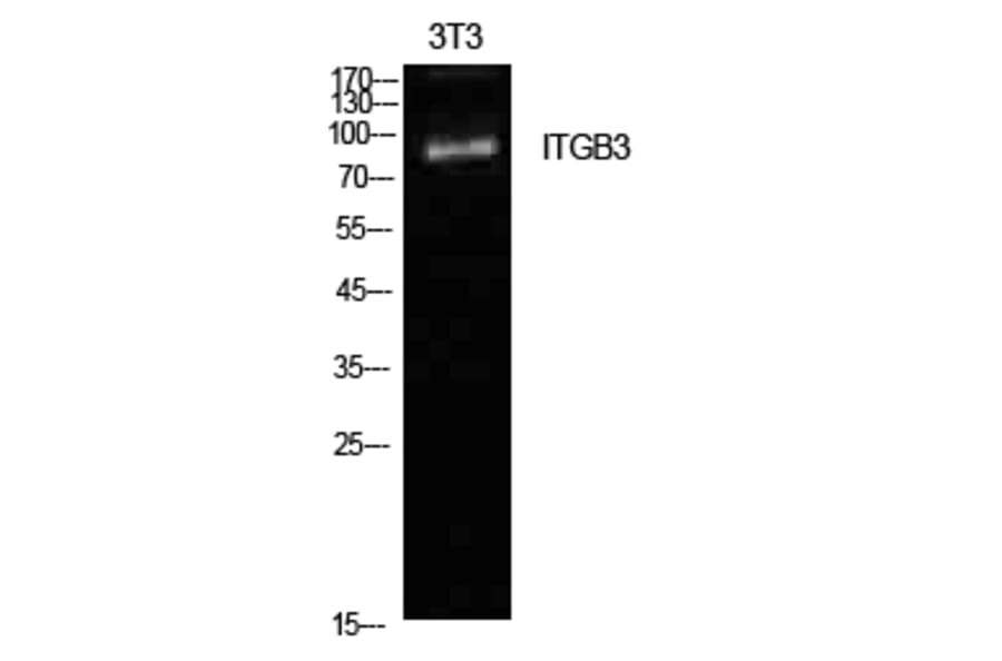 Western blot - Integrin β3 Polyclonal Antibody from Signalway Antibody (41957) - Antibodies.com