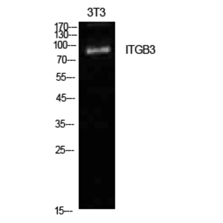 Western blot - Integrin β3 Polyclonal Antibody from Signalway Antibody (41957) - Antibodies.com