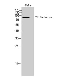 Western blot - VE-Cadherin Polyclonal Antibody from Signalway Antibody (41976) - Antibodies.com