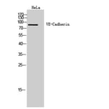 Western blot - VE-Cadherin Polyclonal Antibody from Signalway Antibody (41976) - Antibodies.com