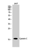 Western blot - Cystatin C Polyclonal Antibody from Signalway Antibody (40820) - Antibodies.com