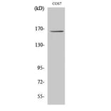 Western blot - Myomesin-2 Polyclonal Antibody from Signalway Antibody (41194) - Antibodies.com