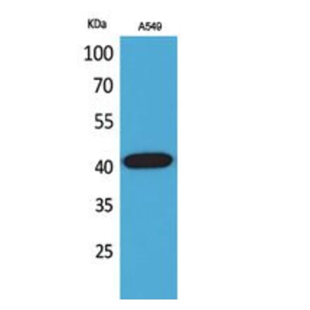 Western blot - L-Selectin Polyclonal Antibody from Signalway Antibody (41757) - Antibodies.com