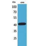 Western blot - L-Selectin Polyclonal Antibody from Signalway Antibody (41757) - Antibodies.com