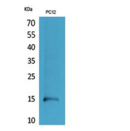 Western blot - Histone H4 Polyclonal Antibody from Signalway Antibody (41802) - Antibodies.com