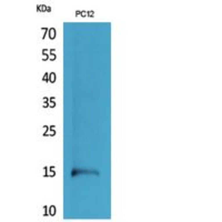 Western blot - Histone H4 Polyclonal Antibody from Signalway Antibody (41802) - Antibodies.com