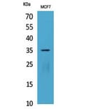 Western blot - IL-12A p35 Polyclonal Antibody from Signalway Antibody (41819) - Antibodies.com