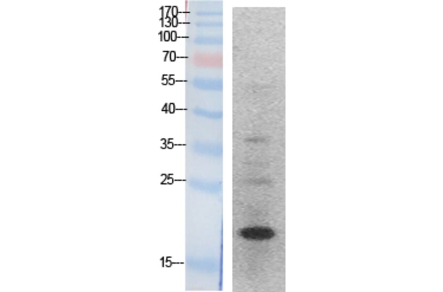 Western blot - Histone H3 Polyclonal Antibody from Signalway Antibody (41870) - Antibodies.com