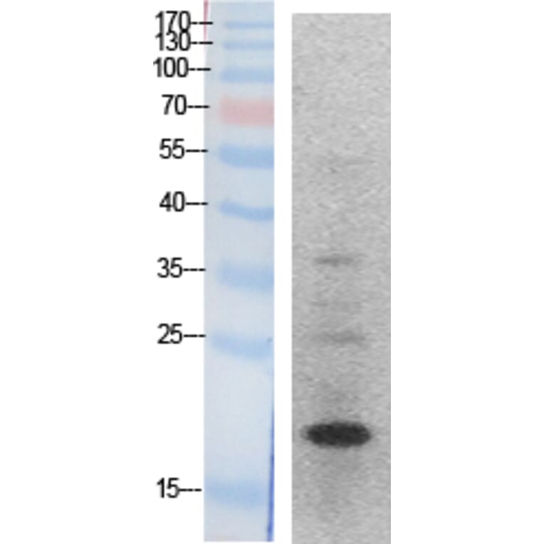 Western blot - Histone H3 Polyclonal Antibody from Signalway Antibody (41870) - Antibodies.com