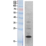 Western blot - Histone H3 Polyclonal Antibody from Signalway Antibody (41870) - Antibodies.com
