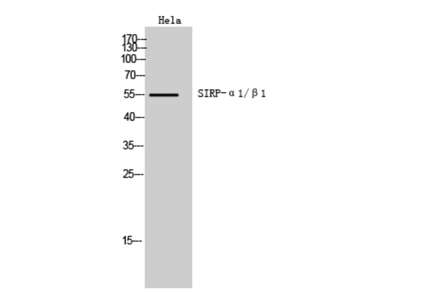 Western blot - SIRP-α1/β1 Polyclonal Antibody from Signalway Antibody (41988) - Antibodies.com