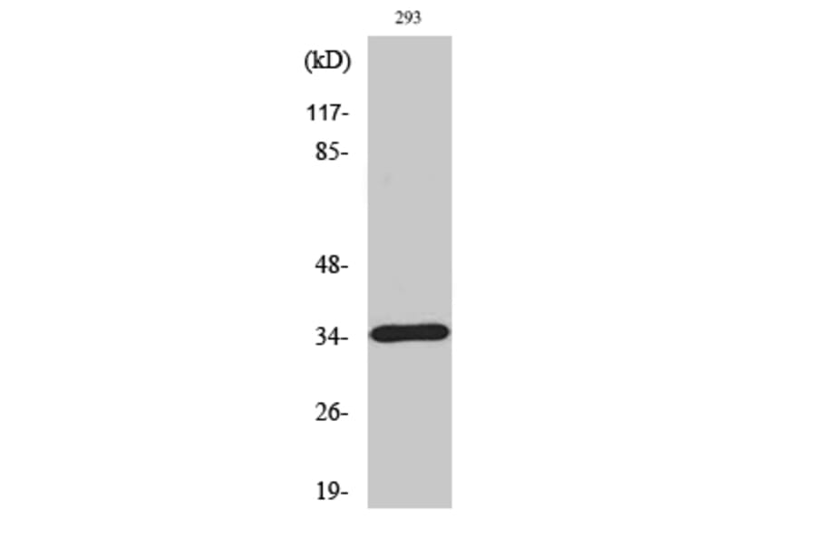 Western blot - Caspase-7 Polyclonal Antibody from Signalway Antibody (40511) - Antibodies.com