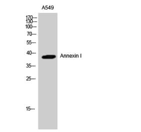 Western blot - Annexin I Polyclonal Antibody from Signalway Antibody (40591) - Antibodies.com