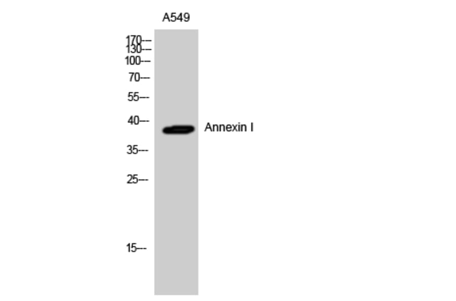 Western blot - Annexin I Polyclonal Antibody from Signalway Antibody (40591) - Antibodies.com