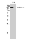 Western blot - Ataxin-2L Polyclonal Antibody from Signalway Antibody (40623) - Antibodies.com
