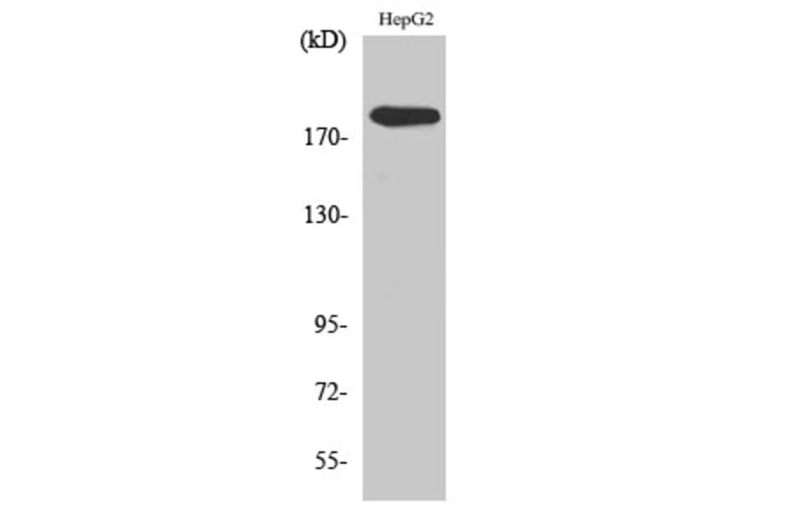 Western blot - DNA pol α Polyclonal Antibody from Signalway Antibody (40844) - Antibodies.com
