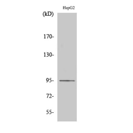 Western blot - Ephrin-A4 Polyclonal Antibody from Signalway Antibody (40893) - Antibodies.com